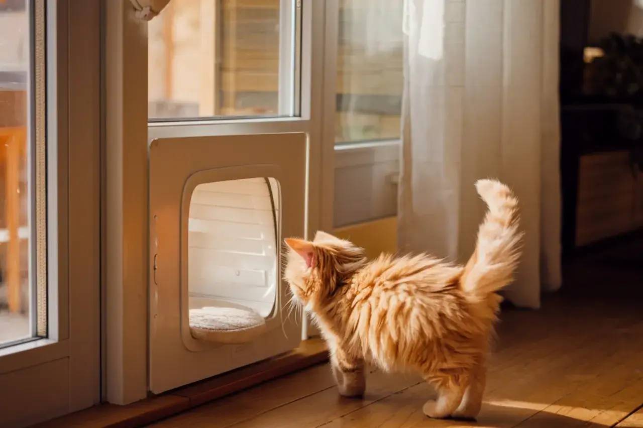 Un chaton roux curieux regarde par une chatière installée dans une porte vitrée, baignée de lumière naturelle.
