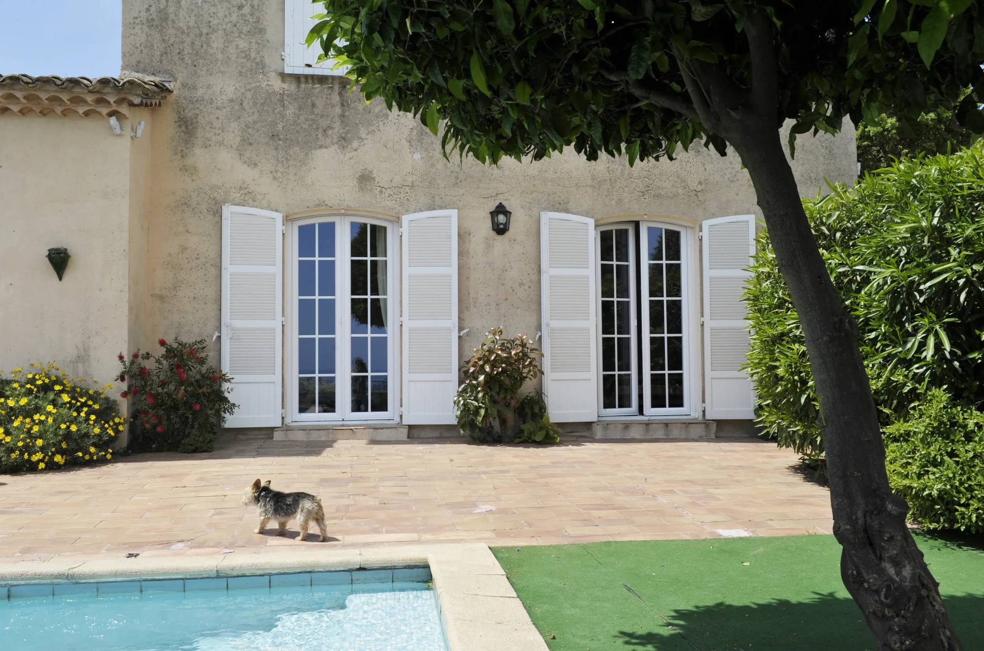 Une terrasse ensoleillée avec des portes-fenêtres blanches, entourée de végétation et d'une piscine, où un petit chien se prom