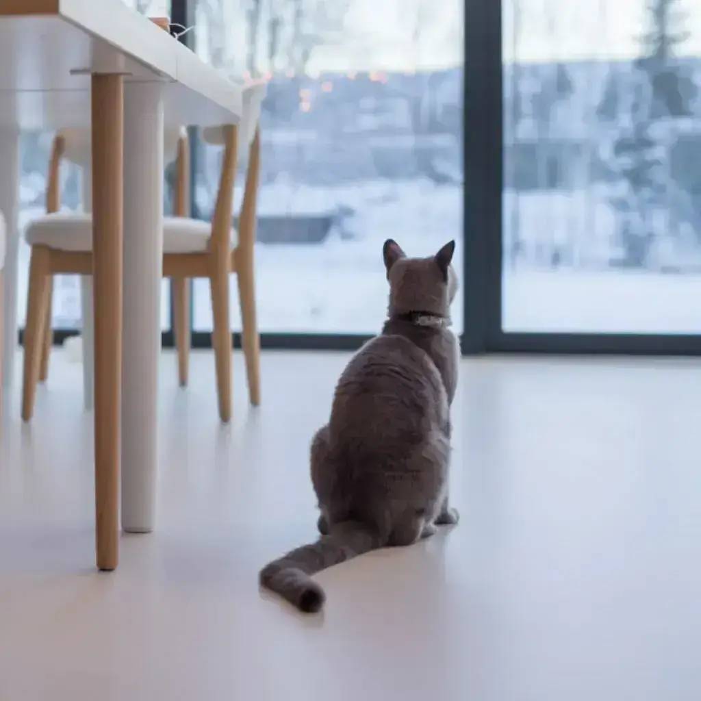 animaux-air-maison-webp.webp